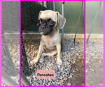 Small Photo #4 Puggle Puppy For Sale in Lake Elsinore, CA, USA
