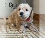 Small Photo #2 Schnoodle (Miniature) Puppy For Sale in LARCHWOOD, IA, USA
