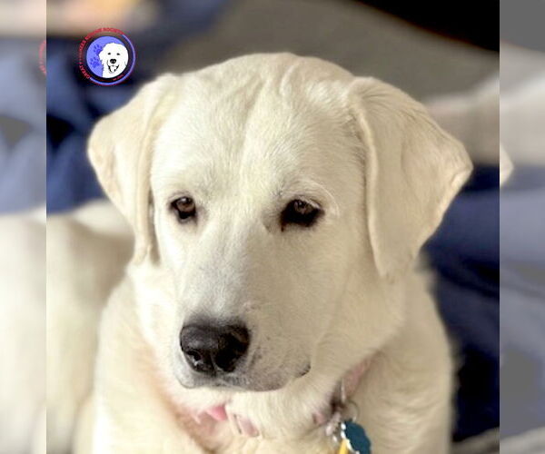 Medium Photo #1 Great Pyrenees Puppy For Sale in Spring, TX, USA