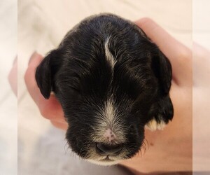 F2 Aussiedoodle Puppy for sale in COLUMBIA, TN, USA