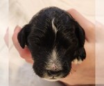 Image preview for Ad Listing. Nickname: Trixie