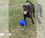 Small Photo #2 Boxador Puppy For Sale in Houston, TX, USA