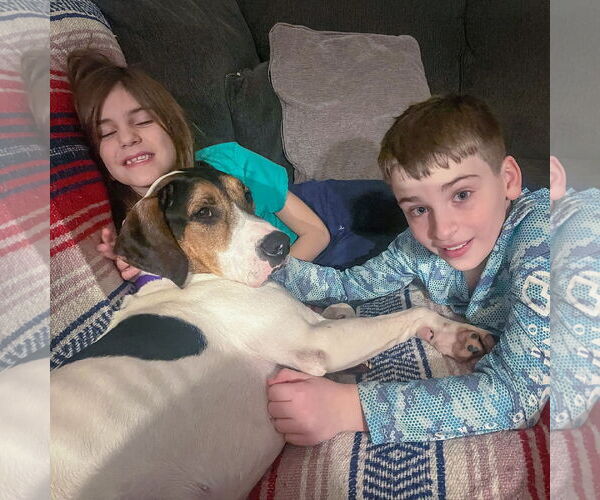 Medium Photo #14 Treeing Walker Coonhound Puppy For Sale in Huntley, IL, USA
