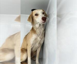 Labrador Retriever Dogs for adoption in Houston, TX, USA