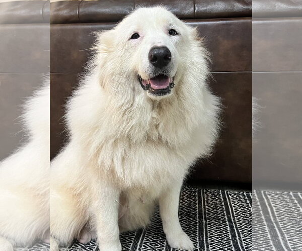 Medium Photo #3 Great Pyrenees Puppy For Sale in Spring, TX, USA