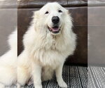 Small #2 Great Pyrenees