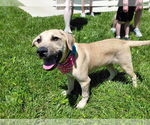 Small #6 Labrador Retriever Mix