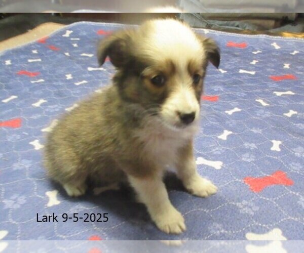 Medium Photo #3 Shetland Sheepdog Puppy For Sale in SOLON, ME, USA