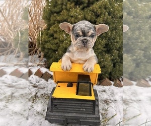 French Bulldog Puppy for sale in MIDDLEBURY, IN, USA