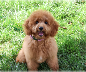 Cavapoo (Miniature) Puppy for sale in SYRACUSE, IN, USA