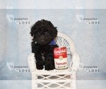 Small Photo #11 Poodle (Toy) Puppy For Sale in SANGER, TX, USA