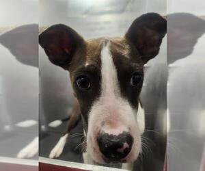 American Staffordshire Terrier-Unknown Mix Dogs for adoption in San Antonio, TX, USA