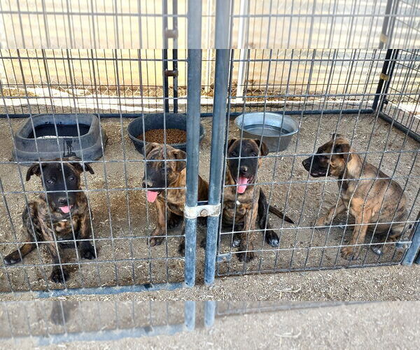 Medium Photo #1 Mutt Puppy For Sale in Golden Valley, AZ, USA