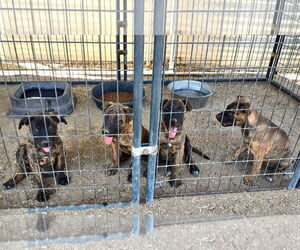 Mutt Dogs for adoption in Golden Valley, AZ, USA