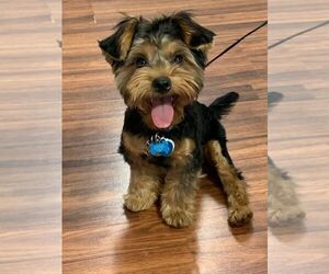 Yorkshire Terrier Puppy for sale in KISSIMMEE, FL, USA