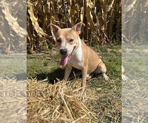 Medium Photo #2 American Pit Bull Terrier-Huskies  Mix Puppy For Sale in Evansville, IN, USA