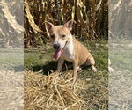 Small #1 American Pit Bull Terrier-Huskies  Mix