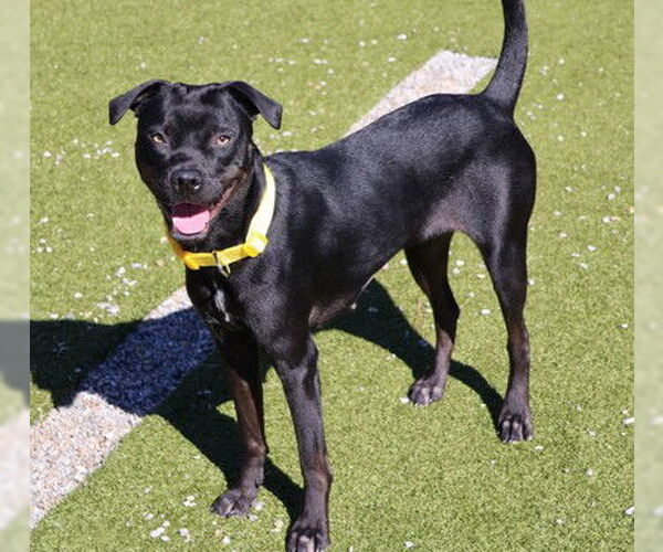 Medium Photo #1 Boxer-Unknown Mix Puppy For Sale in Rockaway, NJ, USA