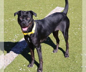 Boxer-Unknown Mix Dogs for adoption in Rockaway, NJ, USA