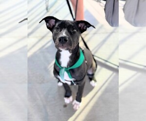 American Staffordshire Terrier-Unknown Mix Dogs for adoption in Holly Springs, NC, USA