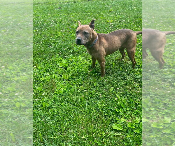 Medium Photo #8 German Shepherd Dog-Unknown Mix Puppy For Sale in Osgood, IN, USA