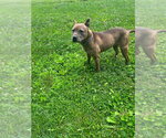 Small #7 German Shepherd Dog Mix