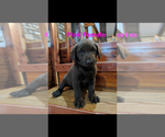 Small Photo #5 Labrador Retriever Puppy For Sale in BRADLEYVILLE, MO, USA