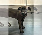 Small #5 Catahoula Leopard Dog-Labrador Retriever Mix
