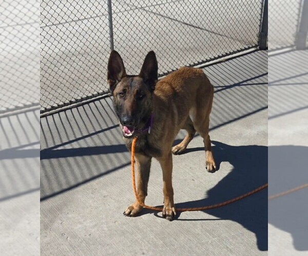 Medium Photo #1 German Shepherd Dog-Unknown Mix Puppy For Sale in Imlay City, MI, USA