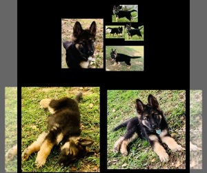 German Shepherd Dog Puppy for sale in CARTHAGE, NC, USA