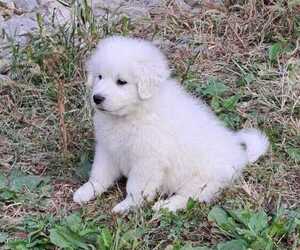 Anatolian Shepherd-Great Pyrenees Mix Puppy for sale in CARLISLE, KY, USA