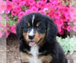 Small Photo #1 Bernese Mountain Dog Puppy For Sale in QUARRYVILLE, PA, USA