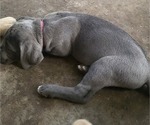 Puppy Pink collar Cane Corso
