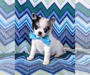 Chihuahua-pomeranian spitz Mix Puppy for sale in NEW FREEDOM, PA, USA