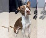 Small #1 American Pit Bull Terrier Mix