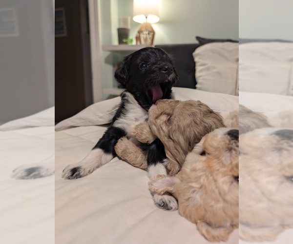 Medium Photo #4 Aussie-Poo Puppy For Sale in CICERO, NY, USA