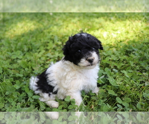 Poodle (Toy) Puppy for sale in SHILOH, OH, USA