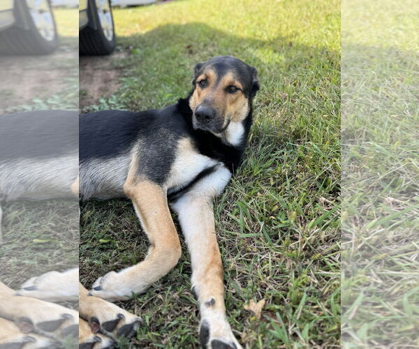 Medium Photo #6 German Shepherd Dog-Unknown Mix Puppy For Sale in Holly Springs, NC, USA