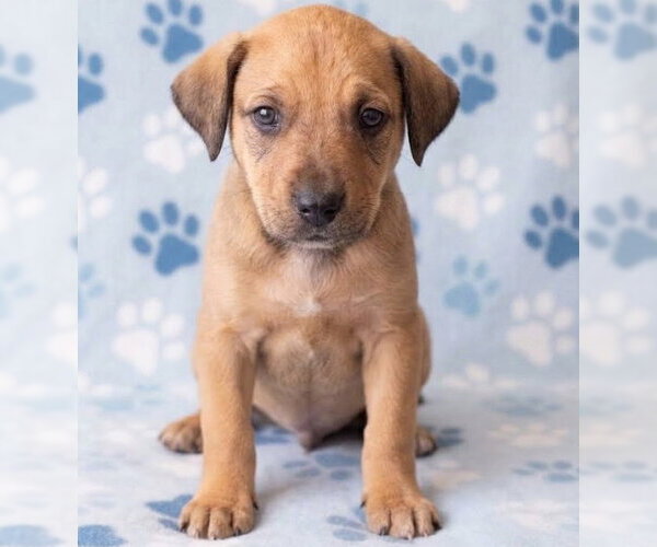 Medium Photo #1 Boxador Puppy For Sale in Grovertown, IN, USA