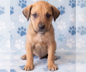 Boxador Dogs for adoption in Grovertown, IN, USA