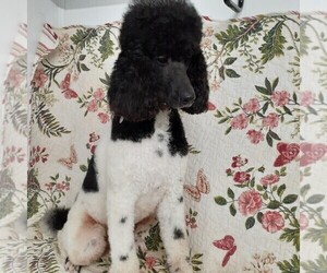 Mother of the Poodle (Standard) puppies born on 03/22/2022