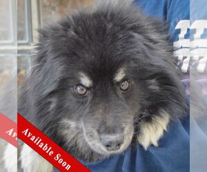 Pomsky Dogs for adoption in Huntley, IL, USA