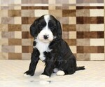 Small #3 Bernedoodle (Miniature)-Cavapoo (Miniature) Mix