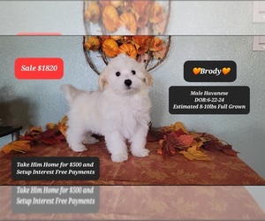 Havanese Puppy for sale in TUCSON, AZ, USA