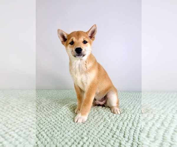 Medium Photo #5 Shiba Inu Puppy For Sale in GREENFIELD, IN, USA