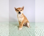 Small #4 Shiba Inu