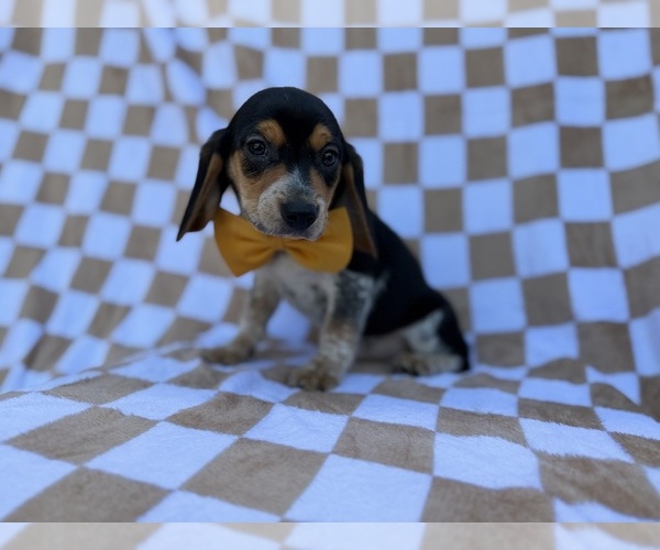 Medium Photo #2 Beagle Puppy For Sale in LAKELAND, FL, USA