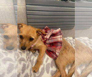 Chiweenie Dogs for adoption in New York, NY, USA