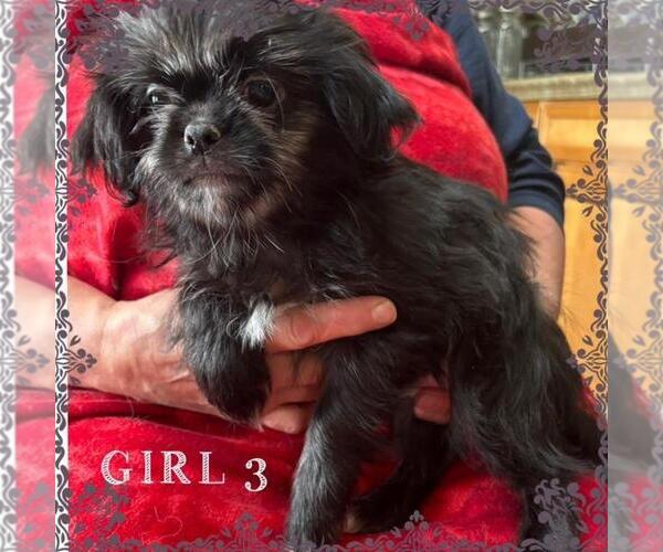 Medium Photo #5 Japanese Chin-Shorkie Tzu Mix Puppy For Sale in FALL CREEK, WI, USA