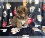 Small Photo #11 ShihPoo Puppy For Sale in LAKELAND, FL, USA